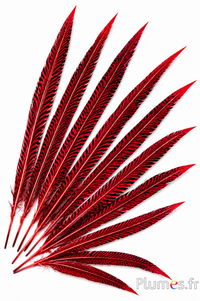 Fagiano dorato - 20-35 cm - rosso